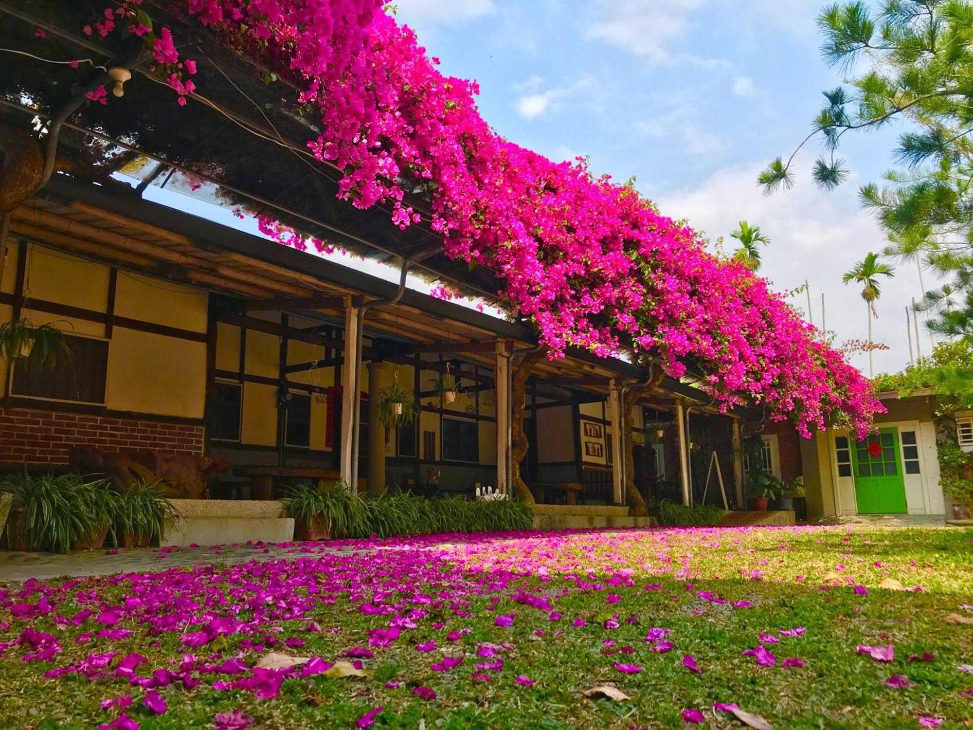 嘉義竹崎白樹腳驛棧萬坪生態包棟烤肉親子民宿 Fujin Extérieur photo