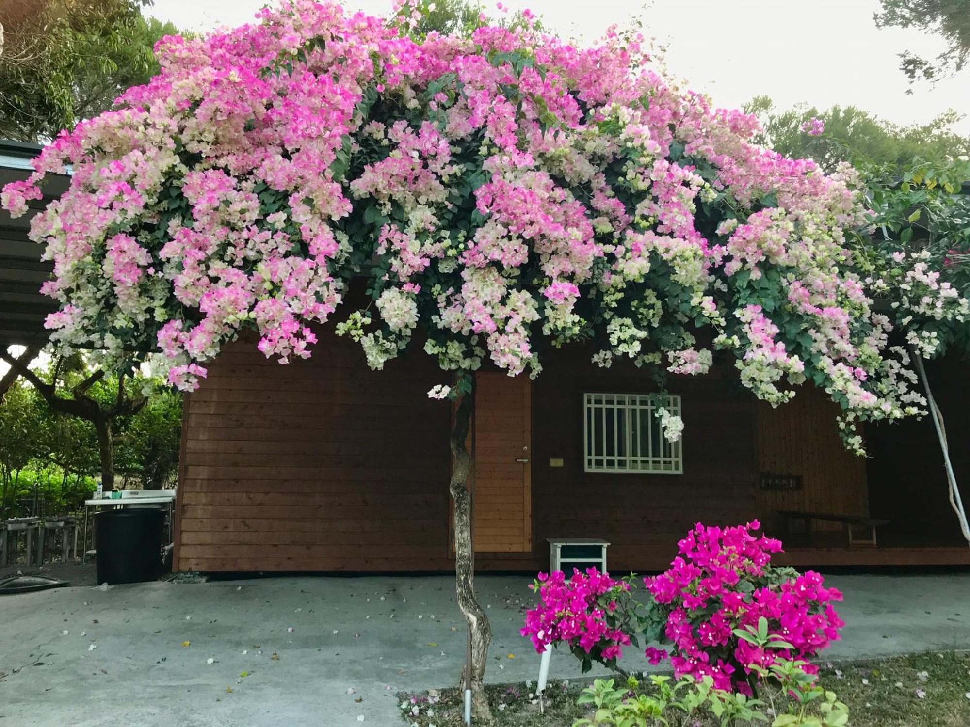 嘉義竹崎白樹腳驛棧萬坪生態包棟烤肉親子民宿 Fujin Extérieur photo